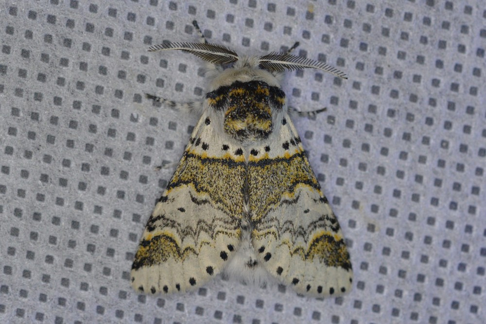 kleine hermelijn vlinder