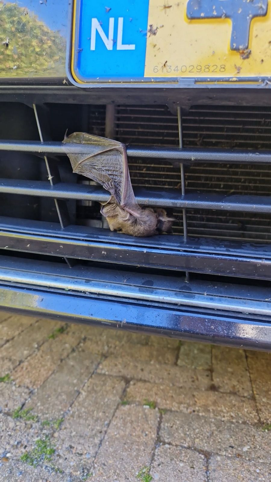 meervleermuis aanrijding