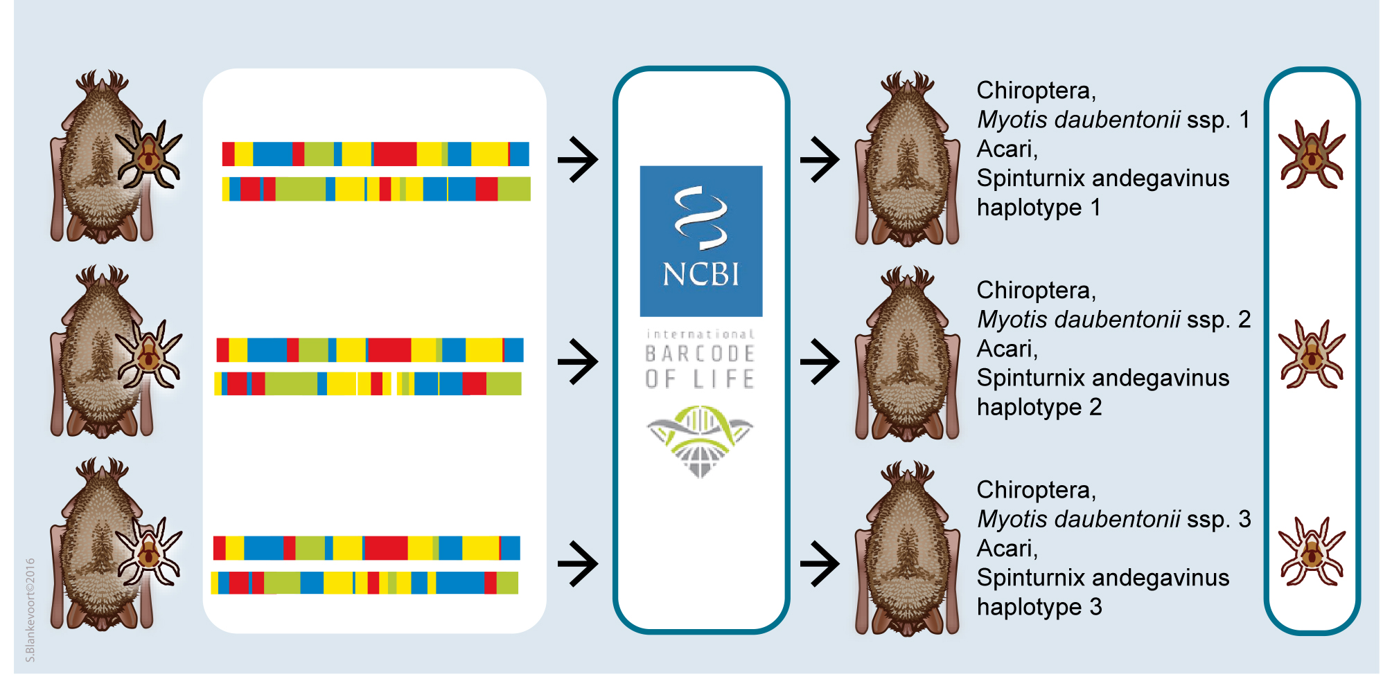 dna structuur mijten en vleermuizen
