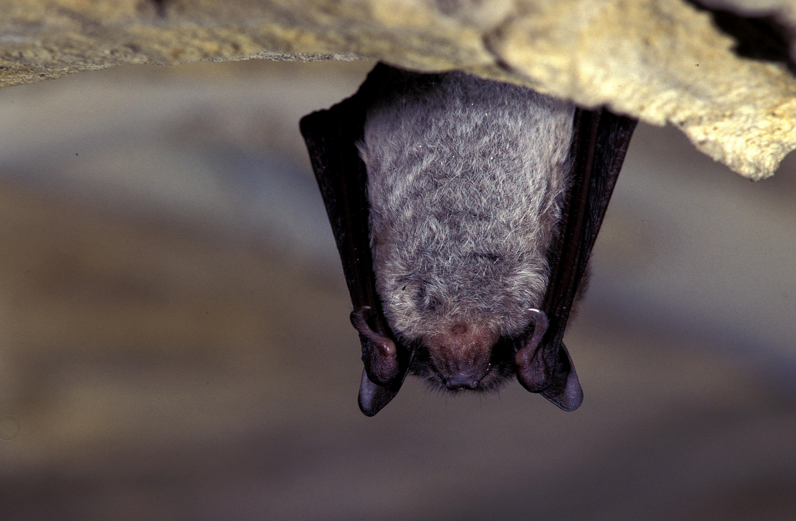 Hoe zien de voeten van een meervleermuis eruit?