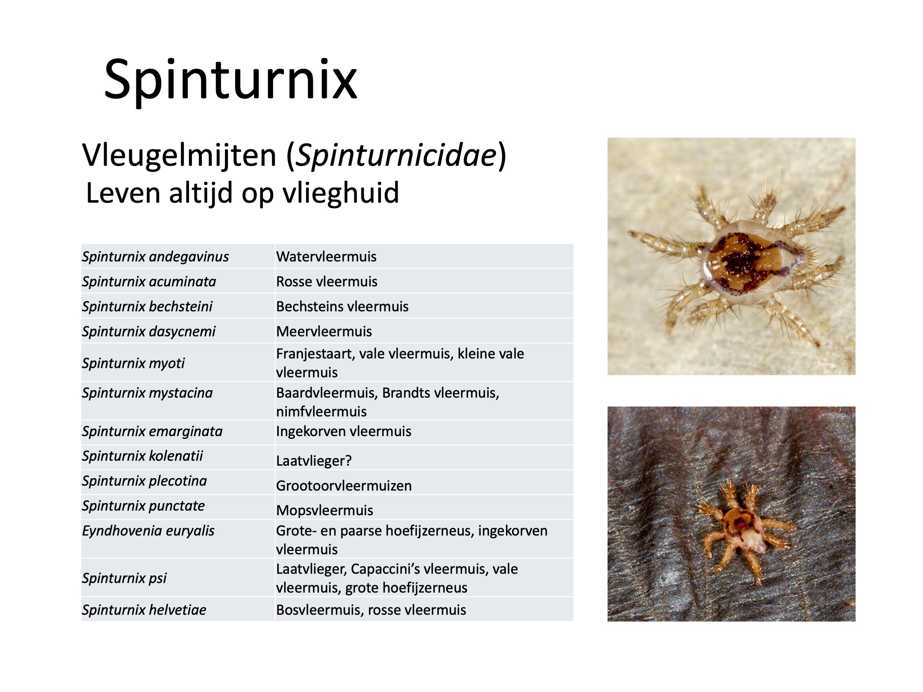 Vleugelmijten per vleermuissoort