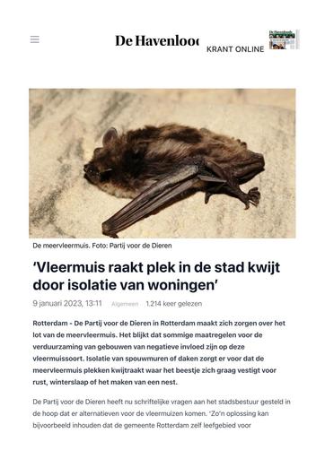 Vleermuis raakt plek in de stad kwijt door isolatie van woningen