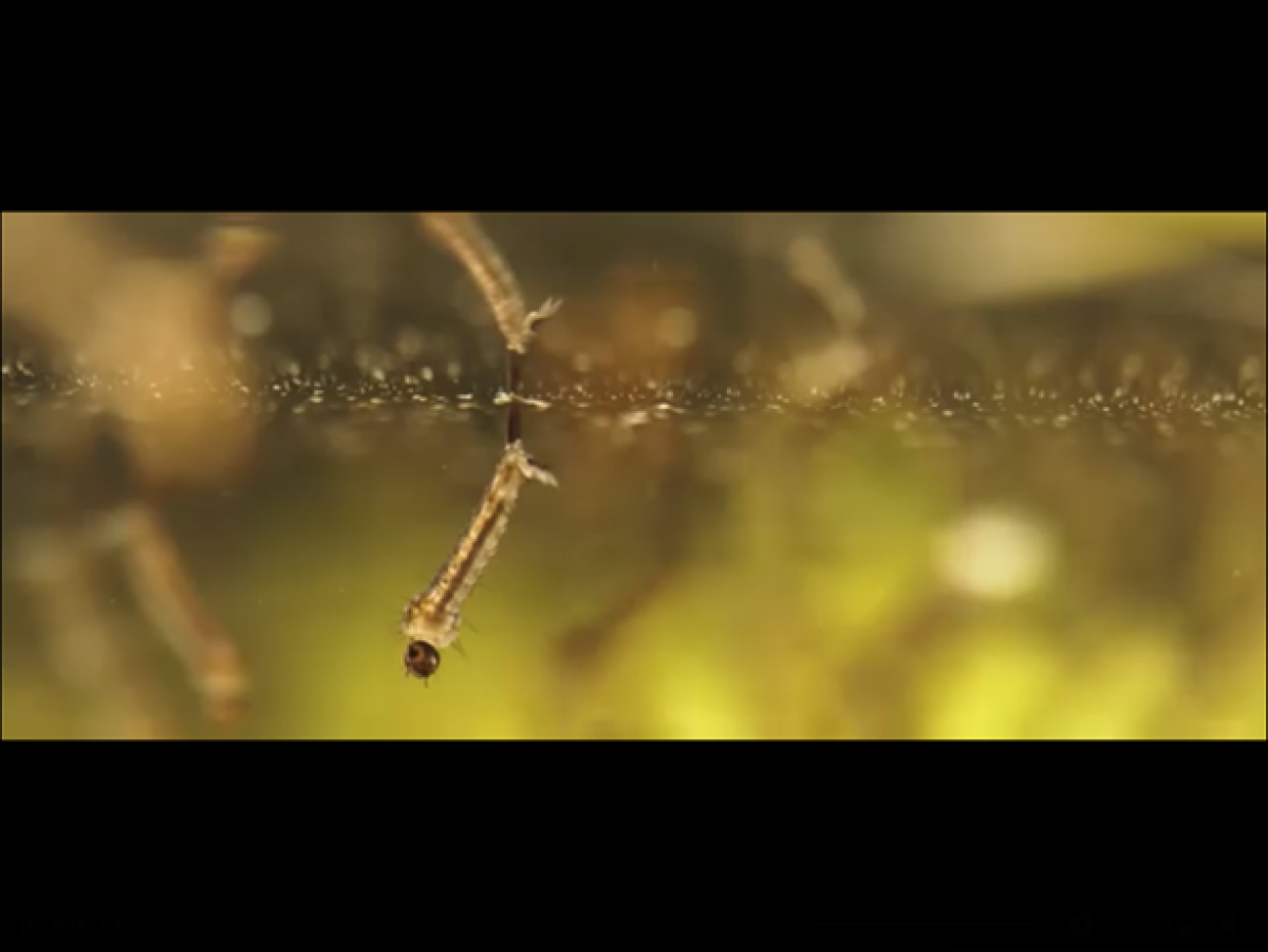 images/muggen_larve.png#joomlaImage://local-images/muggen_larve.png?width=614&height=461