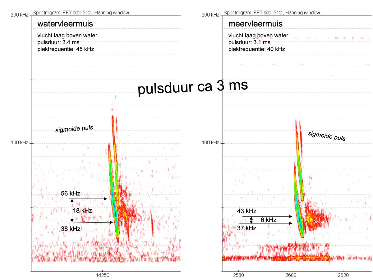 images/watervleermuis_en_meervleermuis.jpg#joomlaImage://local-images/watervleermuis_en_meervleermuis.jpg?width=3000&height=2250