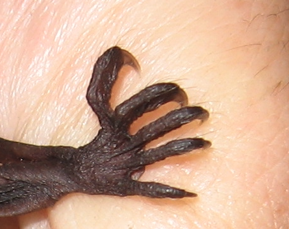 Grote voeten