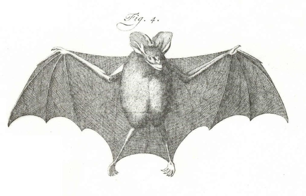 images/Tekening_uit_Linneaus_Systema_Natura_1.jpg#joomlaImage://local-images/Tekening_uit_Linneaus_Systema_Natura_1.jpg?width=1013&height=648