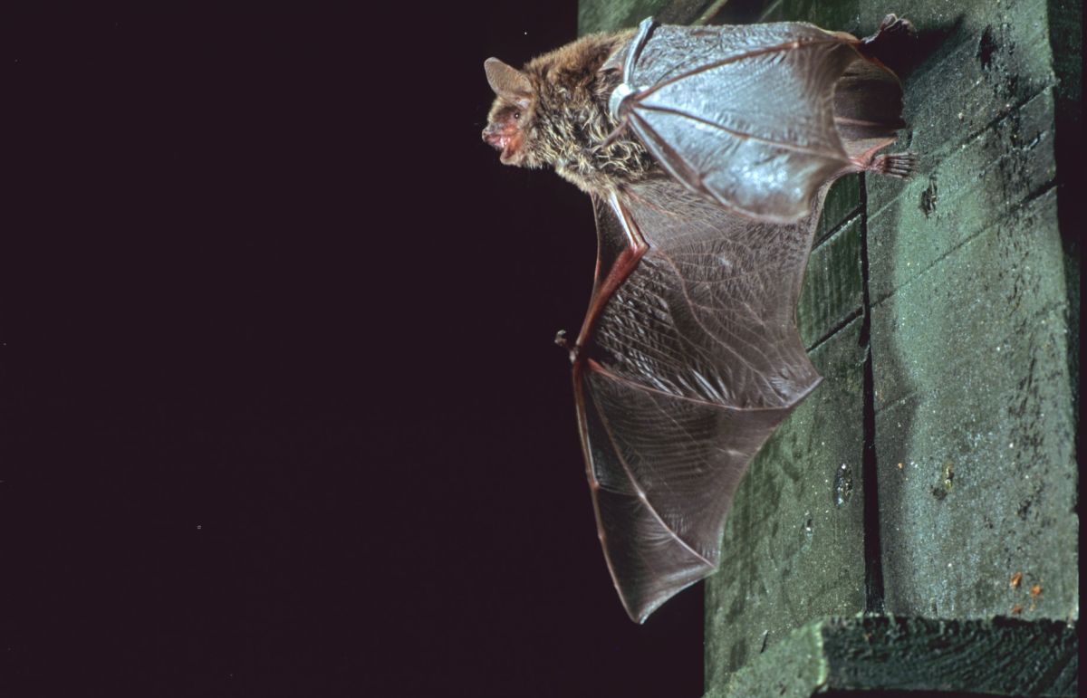 images/meervleermuis_uit_kast.jpg#joomlaImage://local-images/meervleermuis_uit_kast.jpg?width=1838&height=1181