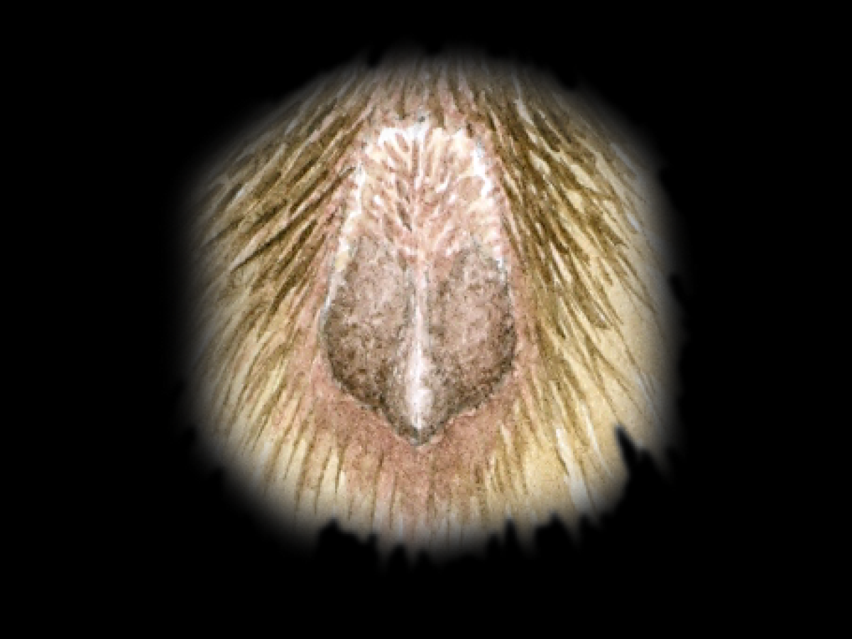 Penis. Peter Twisk