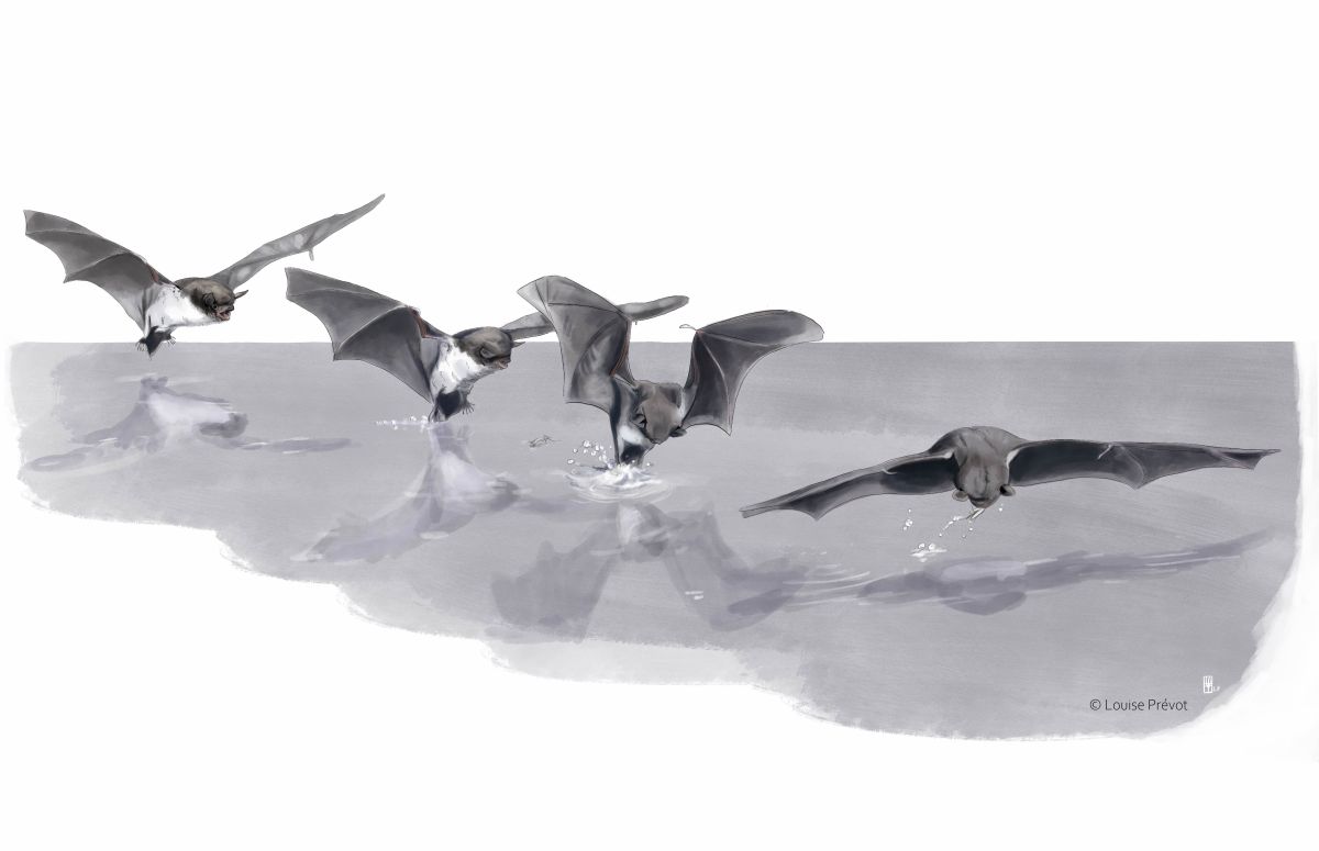 images/Pond_Bat_Foraging_copyright_copy_1.jpg#joomlaImage://local-images/Pond_Bat_Foraging_copyright_copy_1.jpg?width=5713&height=3691