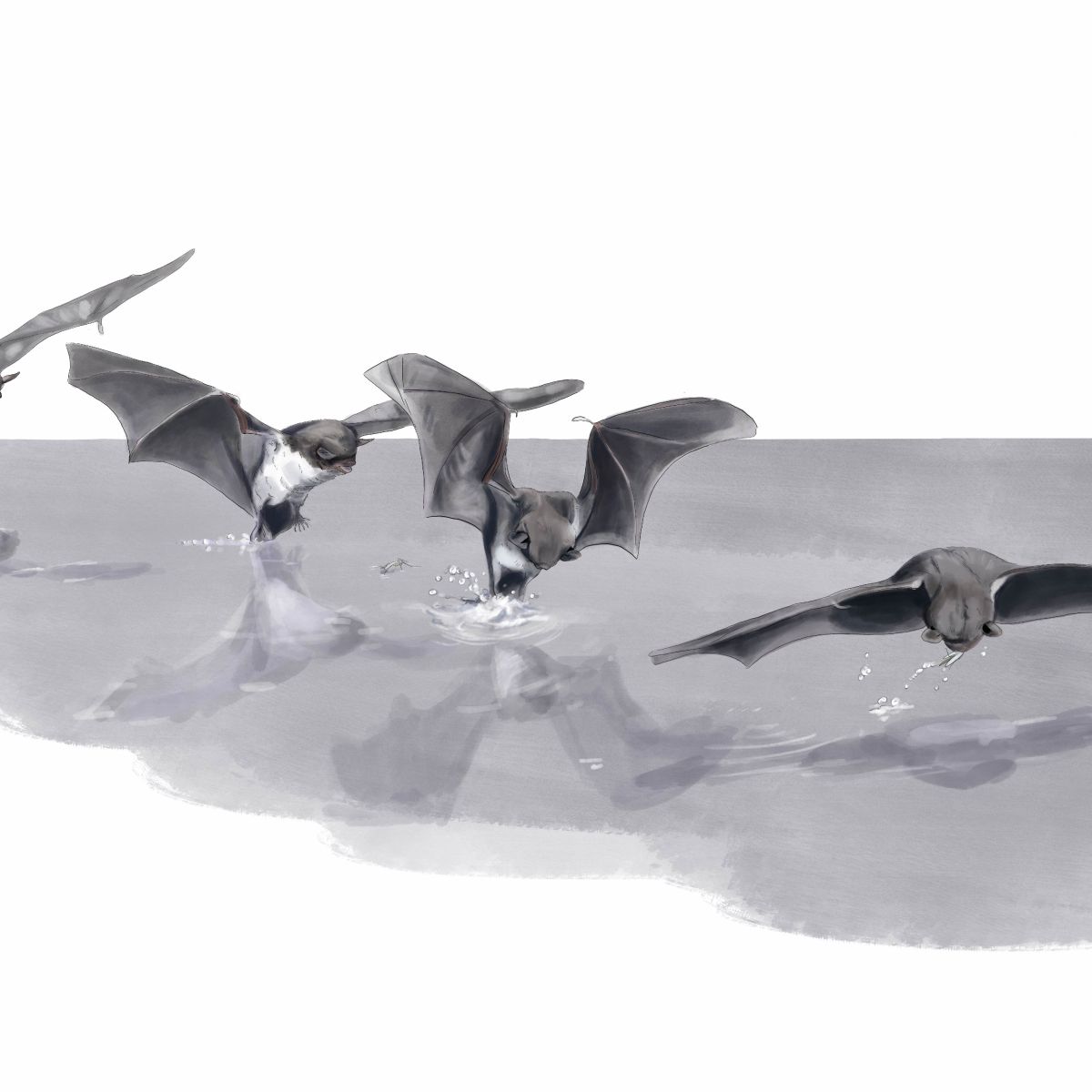 Meervleermuis vangt een insect van het wateroppervlakte.